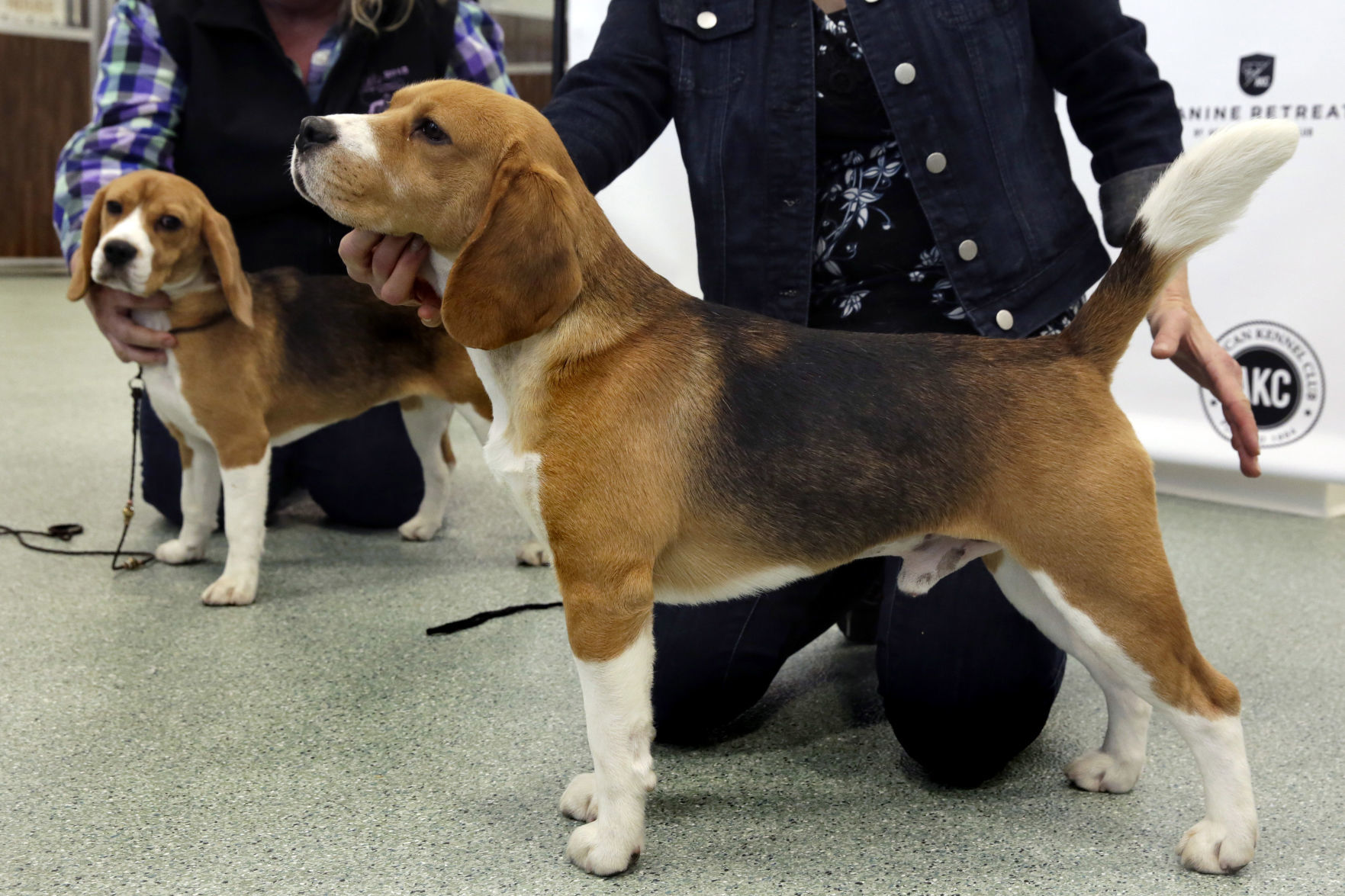 6. Beagles